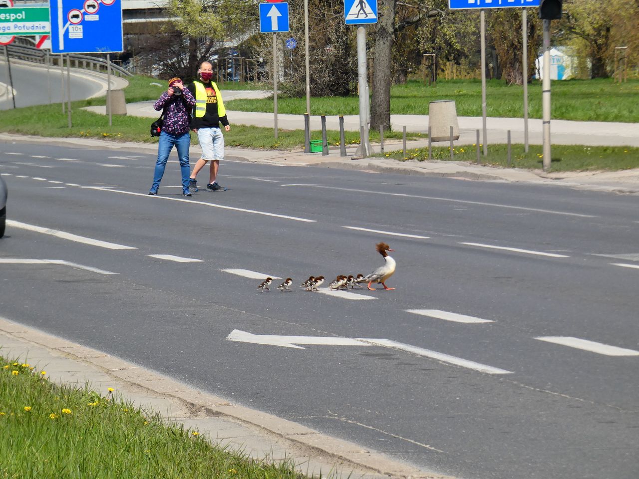 Samica nurogęsi z młodymi w drodze z Agrykoli do portu Czerniakowskiego mija Wisłostradę