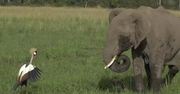 Koronnik szary pogonił słonie