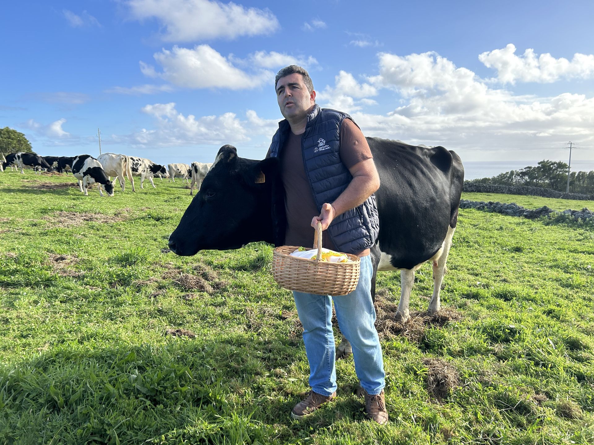 Na Terceirze jest 18 ekologicznych farm krów 