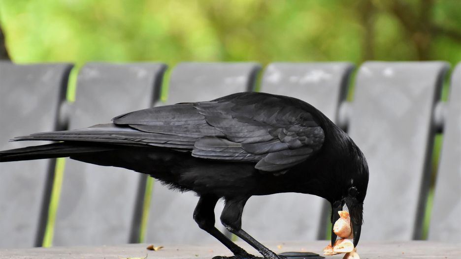 Wściekłe wrony w Warszawie. "Próbowały porwać psa"