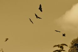 Brenna. Zimę spędziły w jaskiniach, na wiosnę i lato wróciły do szkoły