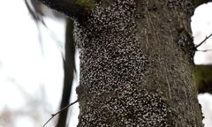 Inwazja śródziemnomorskiego pluskwiaka. Dotarł już do Poznania