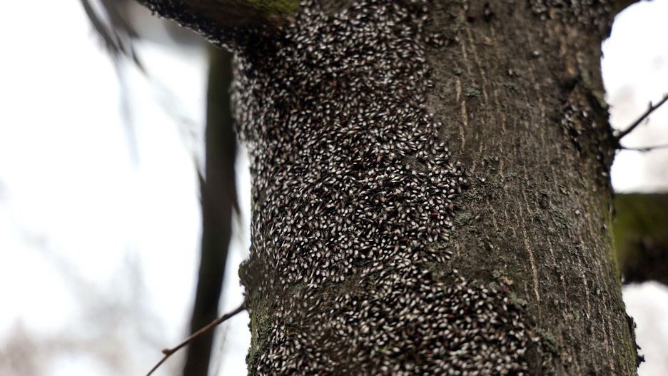 Inwazja śródziemnomorskiego pluskwiaka. Dotarł już do Poznania