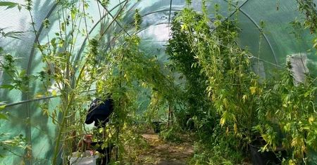 Marihuana rosła między grządkami pomidorów. Policja złapała plantatora