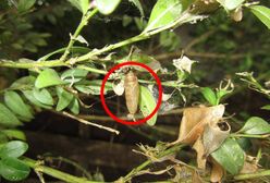 Inwazja ćmy bukszpanowej. Apel do mieszkańców