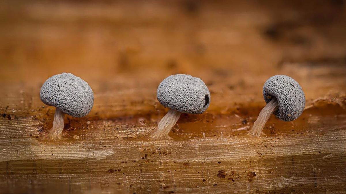 Mchy, grzyby i porosty to pasja Alison Pollack. Ma pokaźną kolekcję zdjęć 1