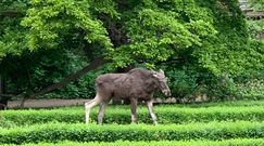 Łoś w warszawskim parku. Interweniował ekopatrol Straży Miejskiej