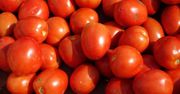 Są już pomidory polowe z tegorocznych zbiorów