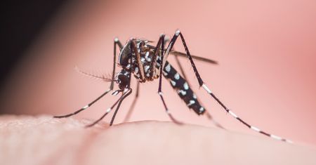Portugalia wypuszcza tysiące komarów. Cel może zaskakiwać
