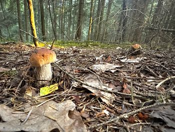 Małopolska: Wysyp grzybów w lasach. Od Tarnowa po granicę ze Słowacją