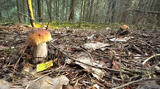 Małopolska: Wysyp grzybów w lasach. Od Tarnowa po granicę ze Słowacją