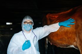 Pryszczyca "bardzo łatwo się roznosi". Eksperci mówią o ryzyku dla Polaków