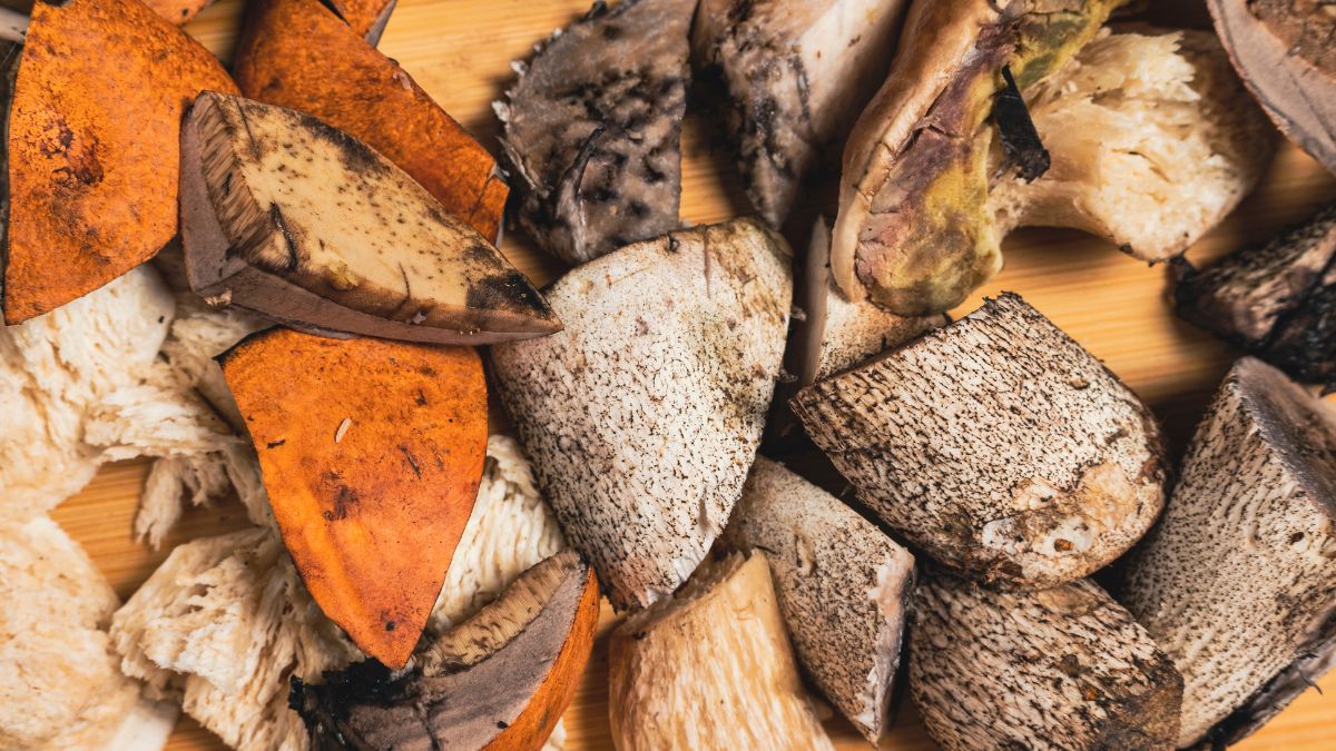 Robaczywe grzyby. Czy można je jeść?