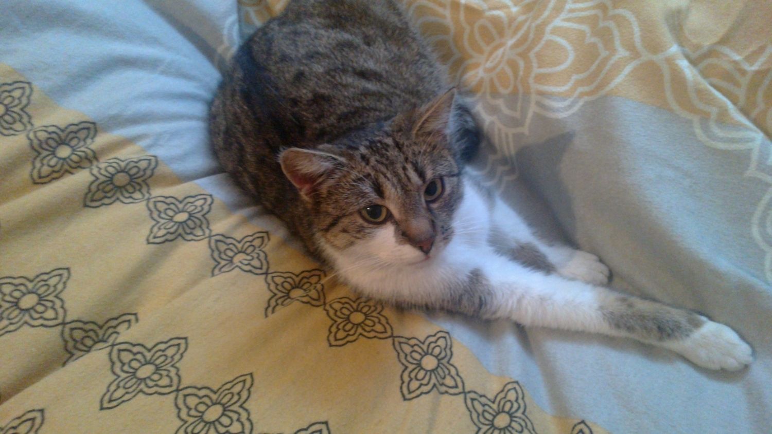 Nokia N9 - test cz. 3 [multimedia i podsumowanie] 6