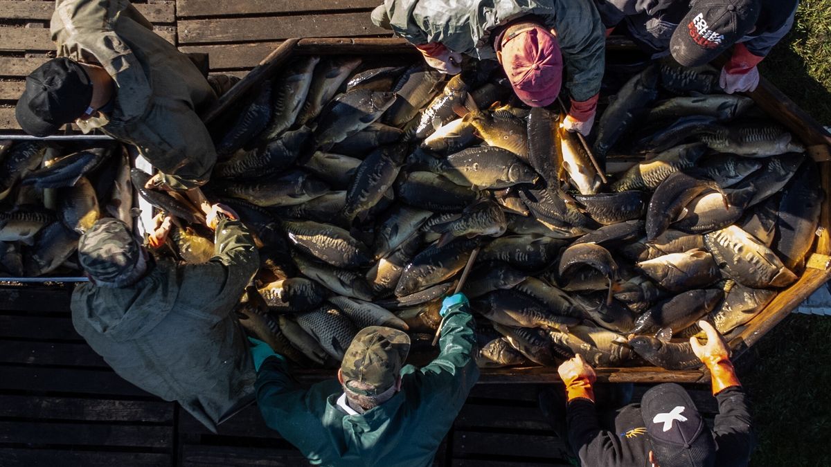 Pierwszy jesienny odłów karpia 