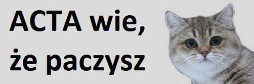 Nyan Cat, kot paczacz, Kitler. 10 najlepszych kocich memów [wideo i zdjęcia] 3