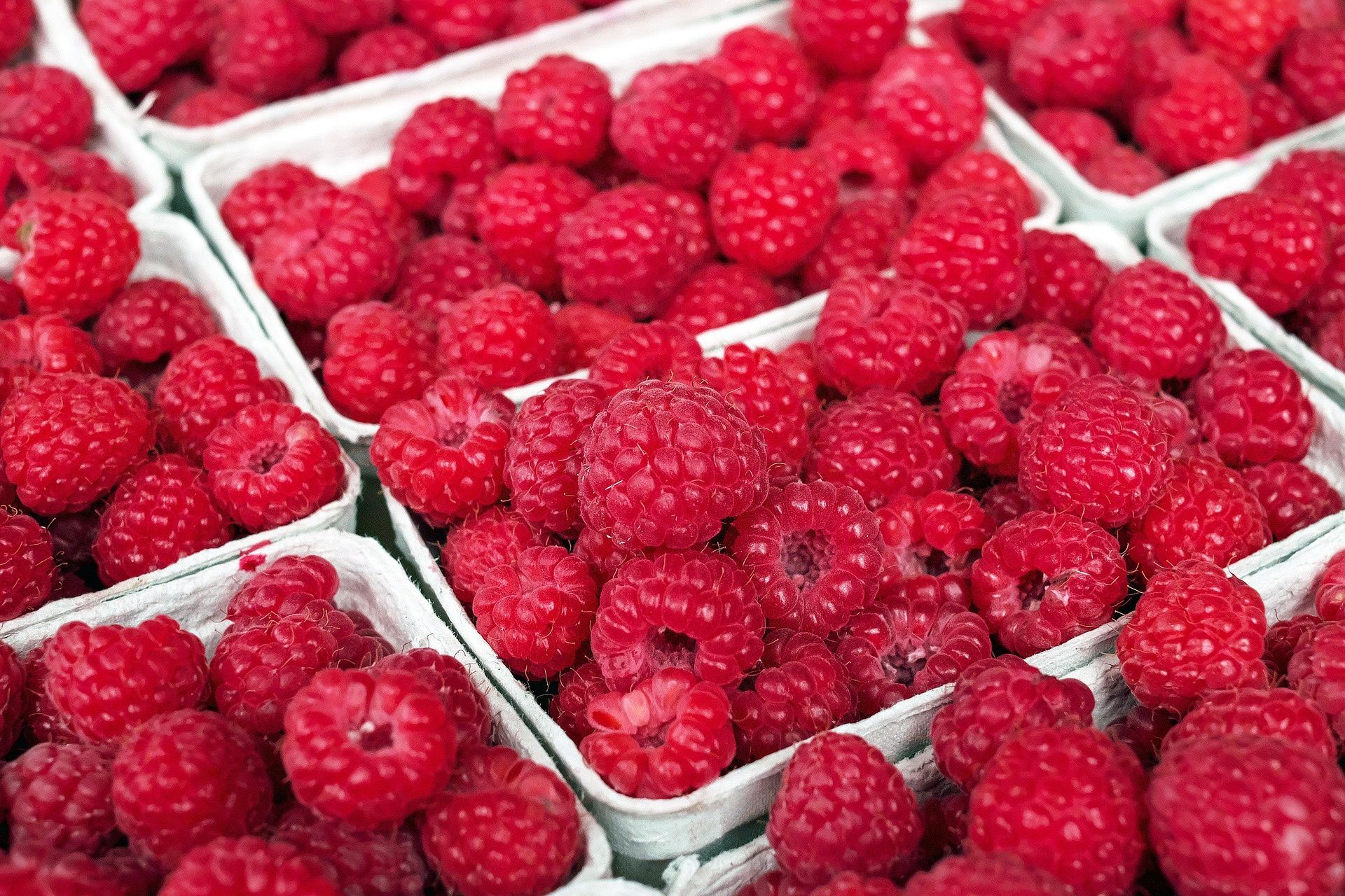 Już są pierwsze polskie maliny