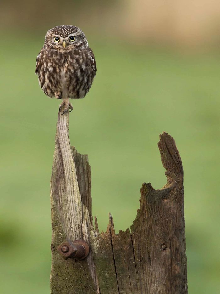 10 lat konkursu British Wildlife Photography Awads. Oto najlepsze zdjęcia 7