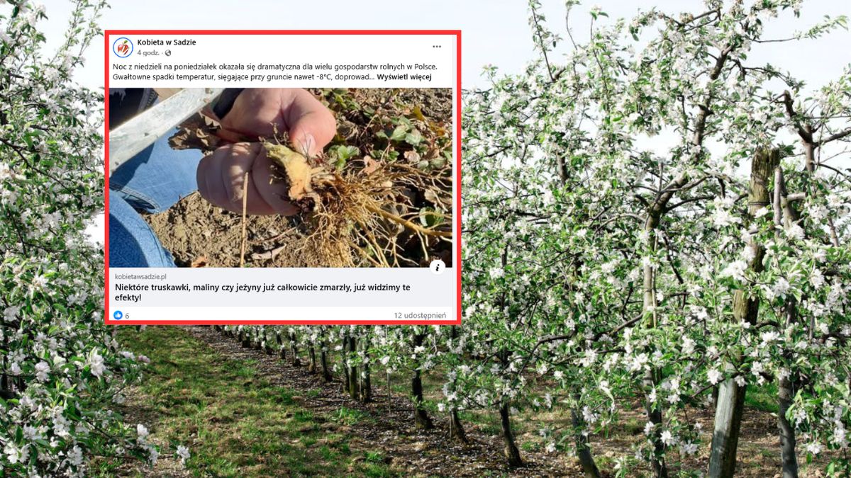 Sadownicy załamują ręce