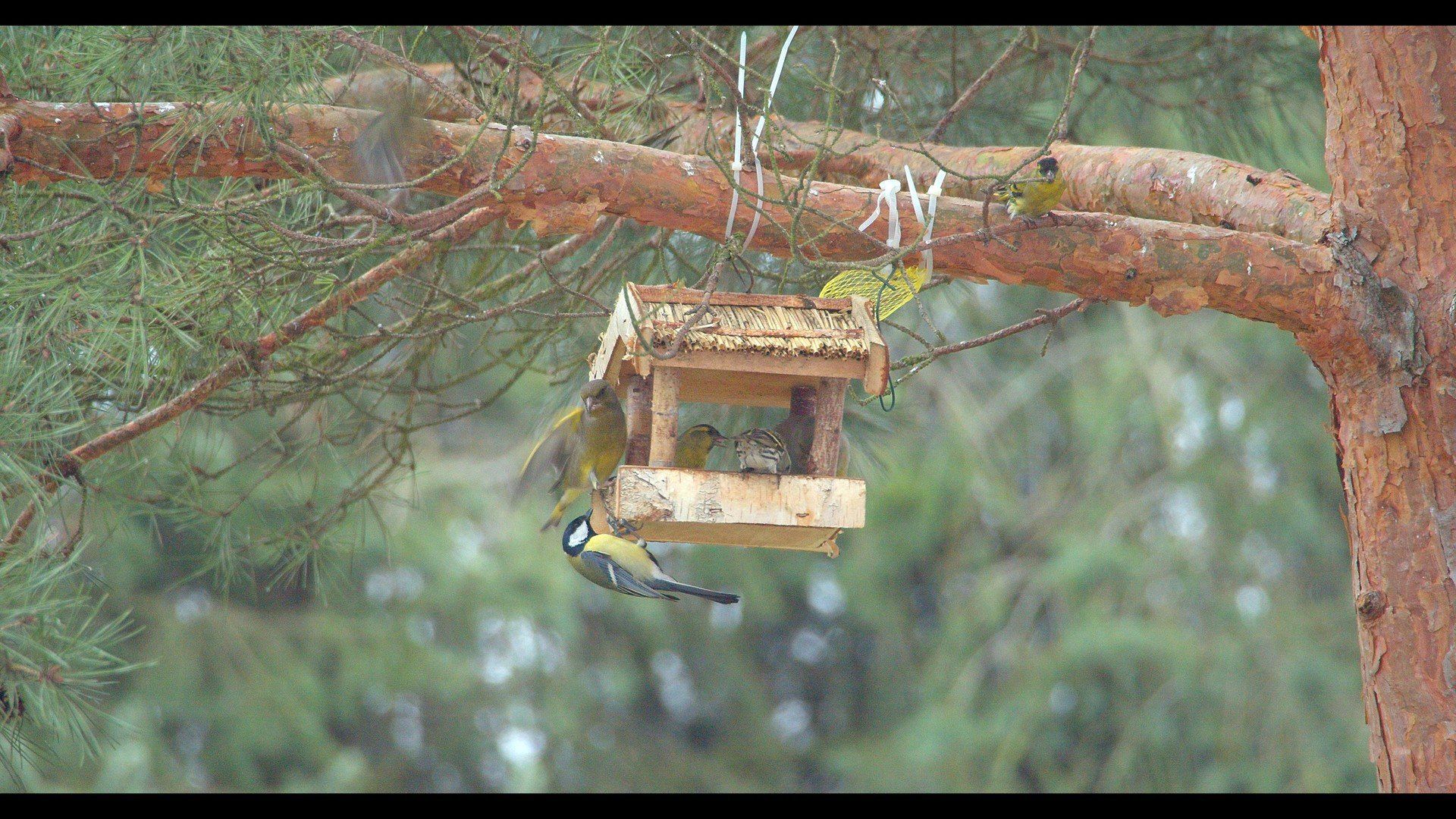 Jak dokarmiać ptaki zimą