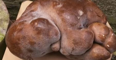 Największy w historii. Waży 8 kg. Nie uwierzysz, co to za warzywo