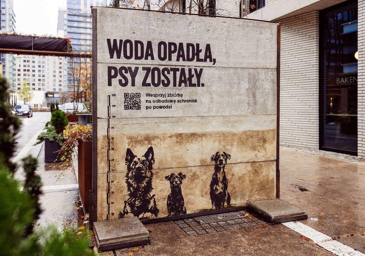 "Woda opadła, psy zostały" – rusza kampania pomocowa dla bezdomnych zwierząt