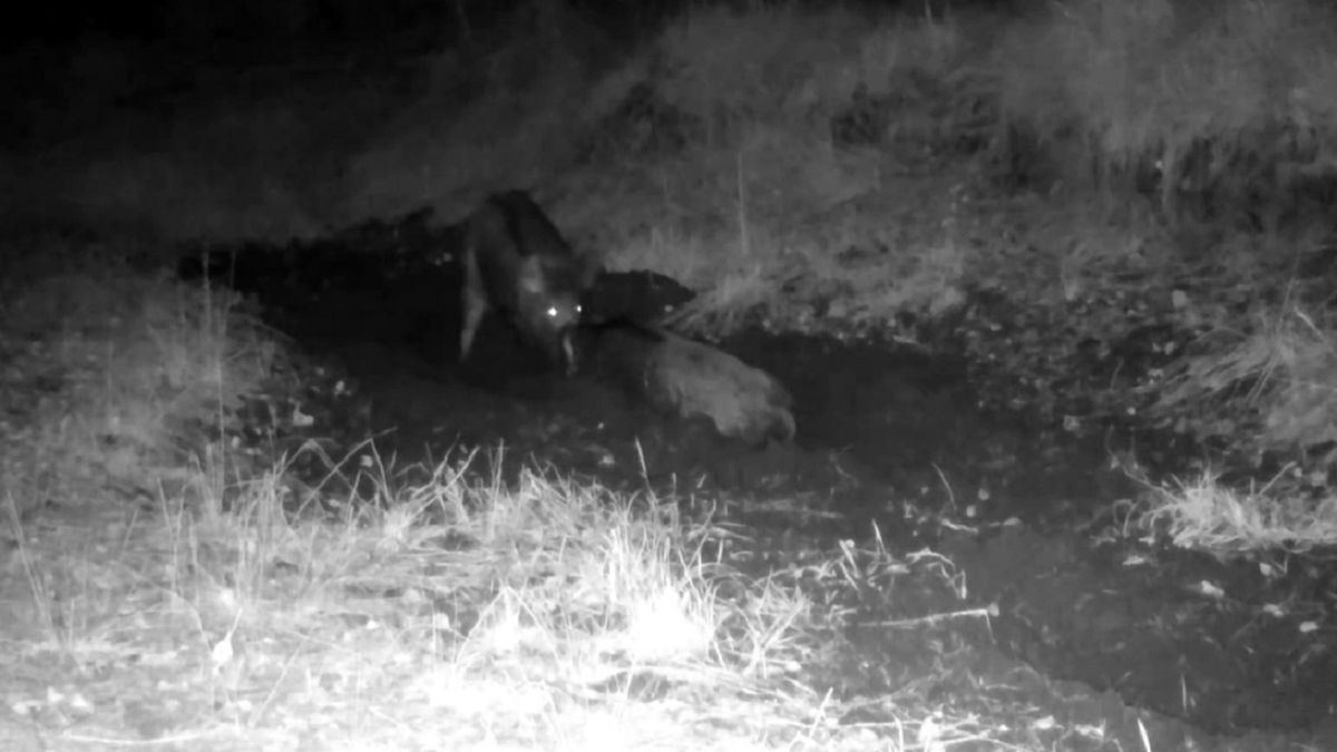 Między "dzikimi" braćmi rozegrała się walka