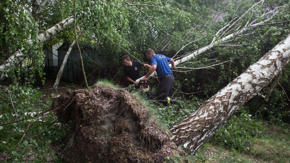 Drzewo przewróciło się na namioty na kempingu/ Zdjęcie ilustracyjne