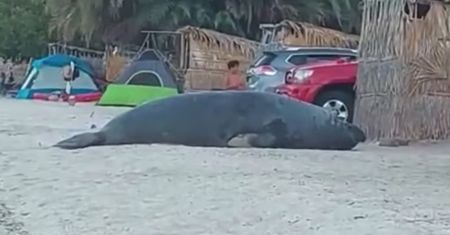 Biwakowali na plaży w Meksyku. Nagrali nieproszonego gościa