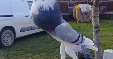 Zmutowany gołąb z gigantycznymi stopami poważnie niepokoi ludzi