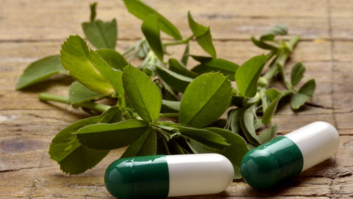 Lucerna siewna oczyszcza drogi moczowe i reguluje pracę jelit.