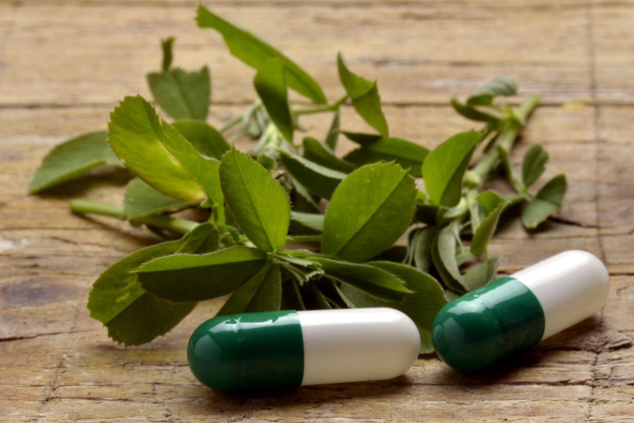 Lucerna siewna – właściwości, stosowanie i przeciwwskazania