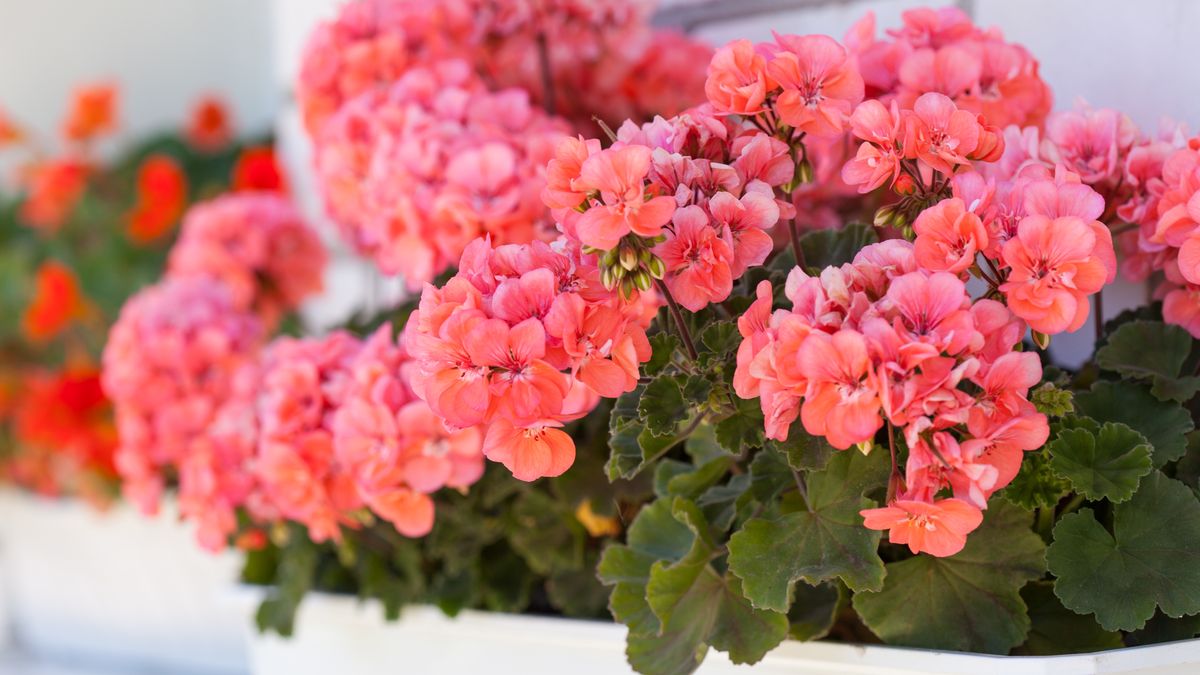Zrób tak, a pelargonie obsypią się kwiatami