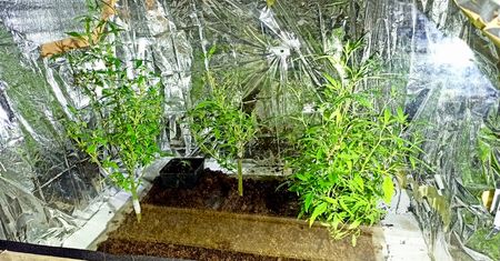 Ukradł palety i zrobił plantację marihuany