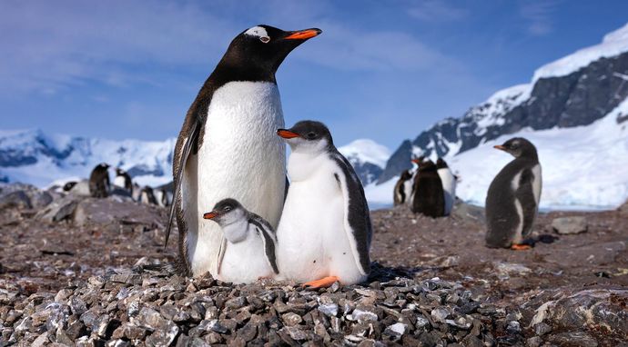 Sekretne życie pingwinów