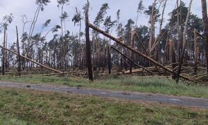 Nie wchodź do lasu. Pilny apel leśników