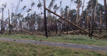 Nie wchodź do lasu. Pilny apel leśników