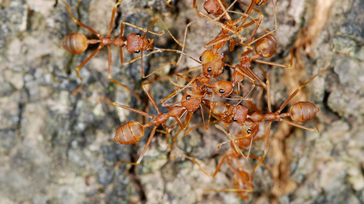 Jaki jest sposób na mrówki?