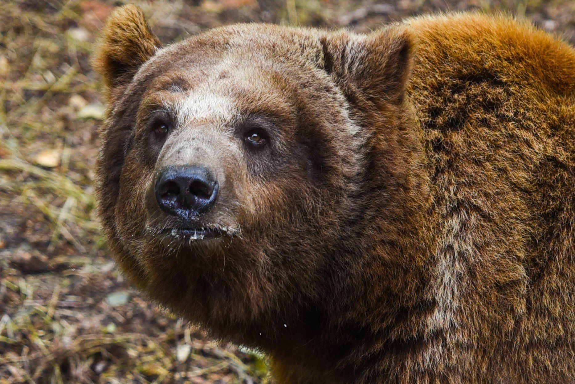 Nowe Zoo w Poznaniu