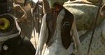 Johnny Depp jako ''Rango'' od piątku w kinach!