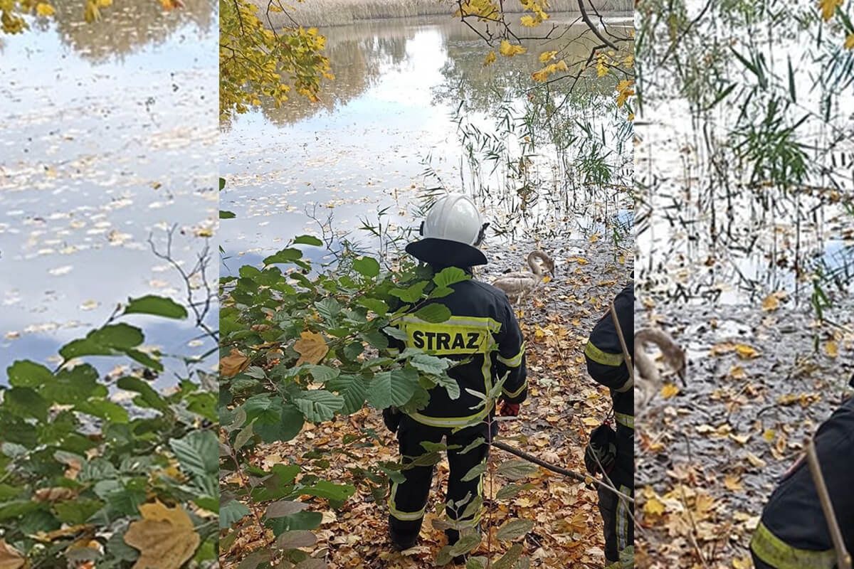 Strażacy ratują łabędzia z pod kół samochodów