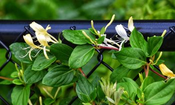 Posadź przy płocie zamiast tui. Sąsiedzi będą zazdrościć