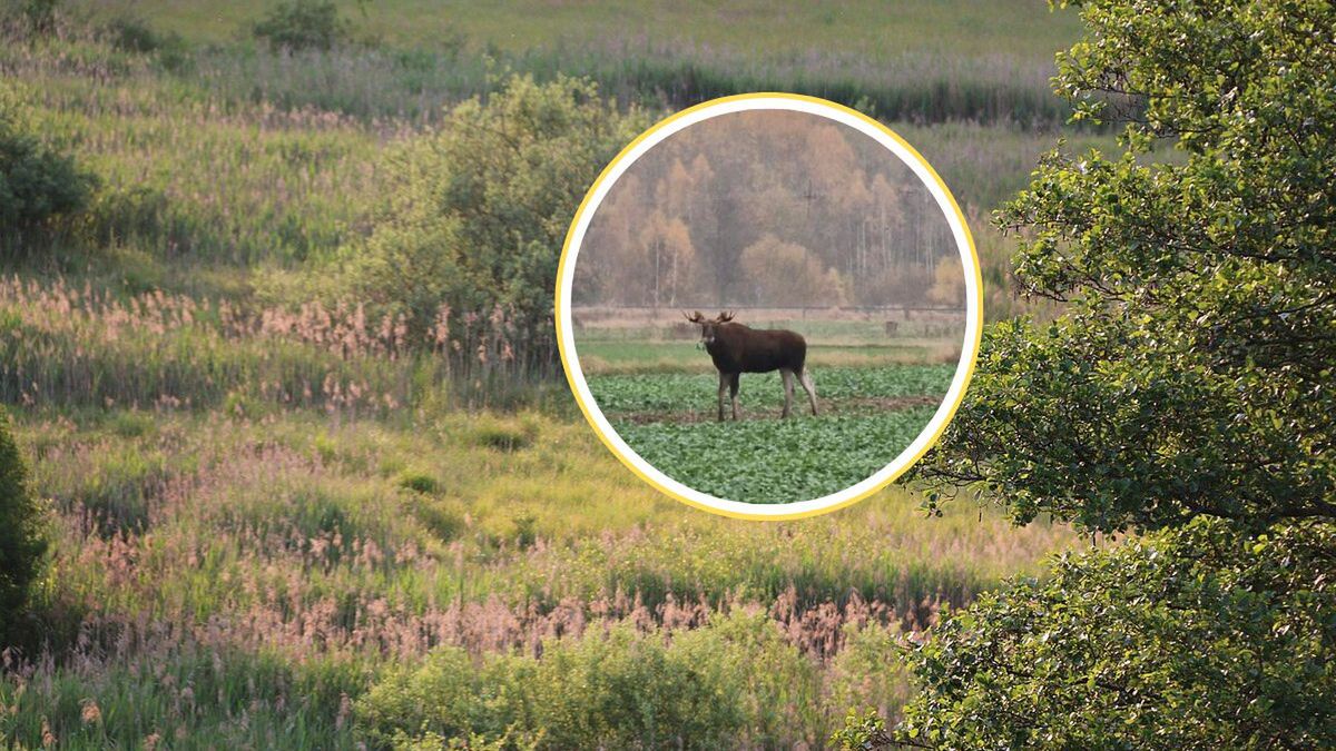 Goście z lasu. Łosie coraz bliżej domów