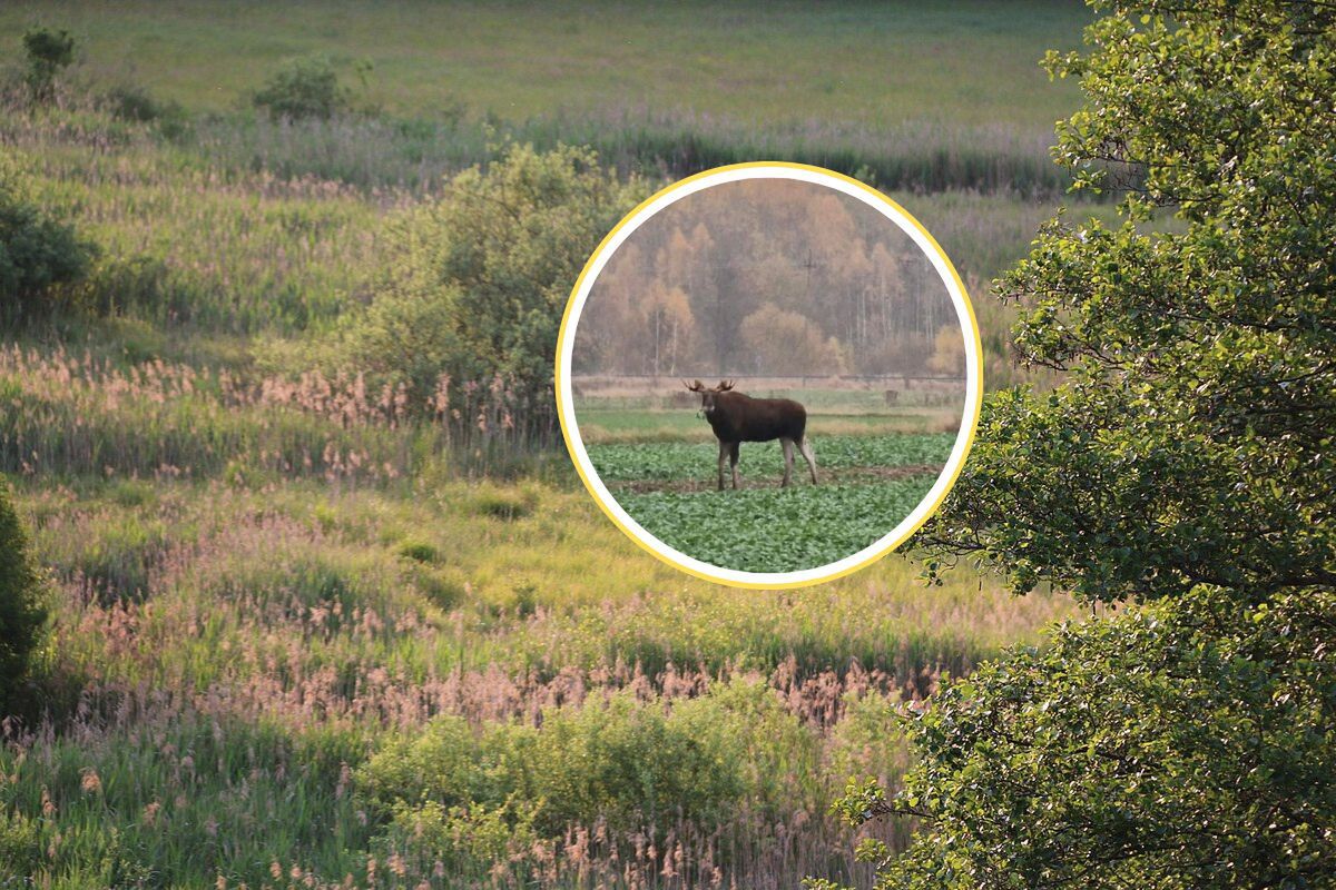 Stały na skraju lasu. Leśnicy: "Tuż obok mogą być kolejne"