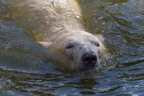 Niedźwiedź z warszawskiego zoo bez zęba. Przeszedł zabieg dentystyczny