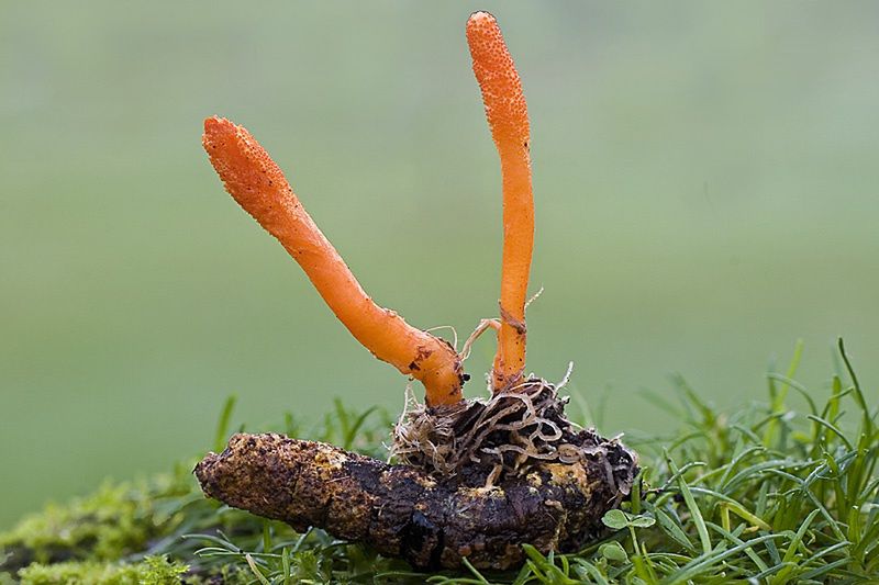 Maczużnik bojowy (Cordyceps militaris) rozmnażający się na zaatakowanym owadzie