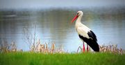 Bydgoszcz: Bocian Maciek wrócił do Łęgnowa. Wiosna coraz bliżej