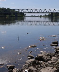 Nowe informacje ws. wyjaśniania katastrofy na Odrze. Polska i niemiecka minister zapowiadają raport