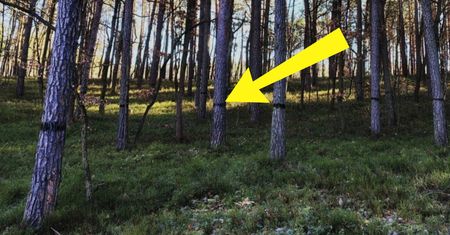 Czarne ślady na drzewach. Leśnicy tłumaczą