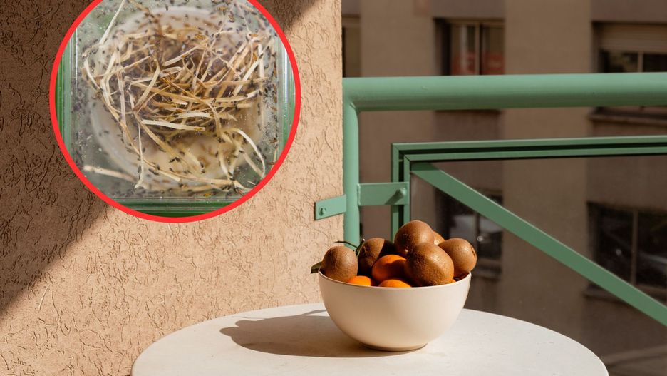 Sposoby na muszki owocówki. W ten sposób pozbędziesz się ich z kuchni